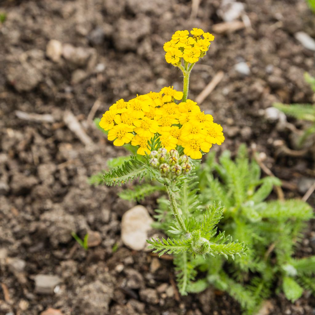Achillea tomentosa - Duizendblad