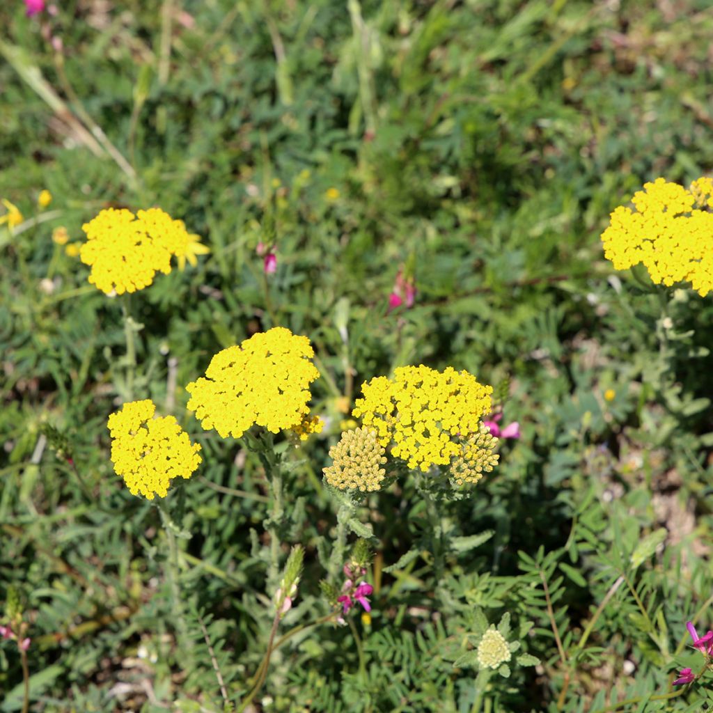Achillea tomentosa - Duizendblad