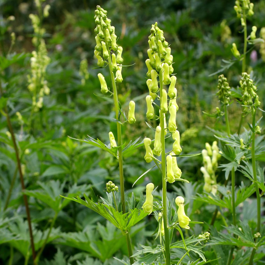 Aconitum lycoctonum subsp. neapolitanum - Monnikskap