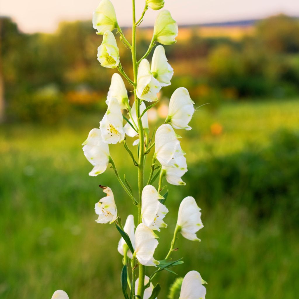 Aconitum napellus - Blauwe monnikskap