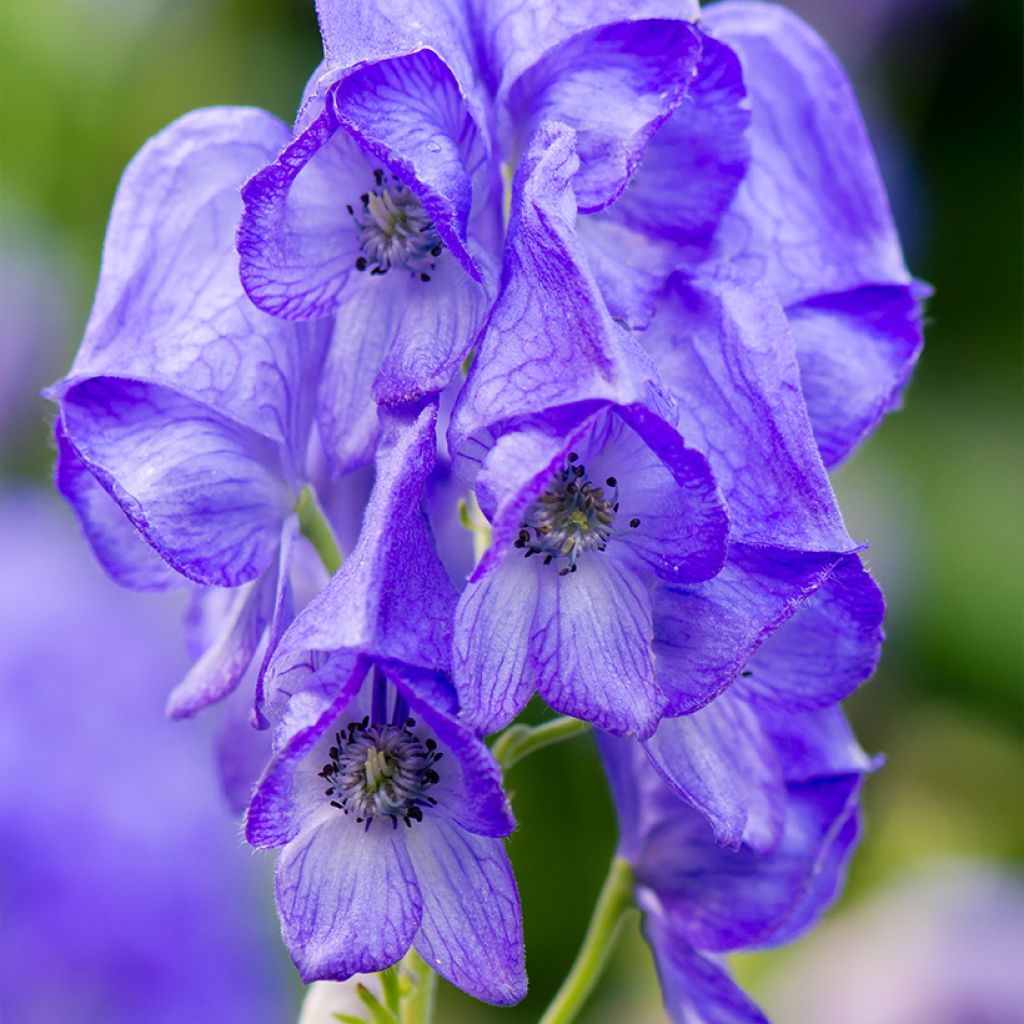 Aconitum carmichaelii (zaad) - Monnikskap