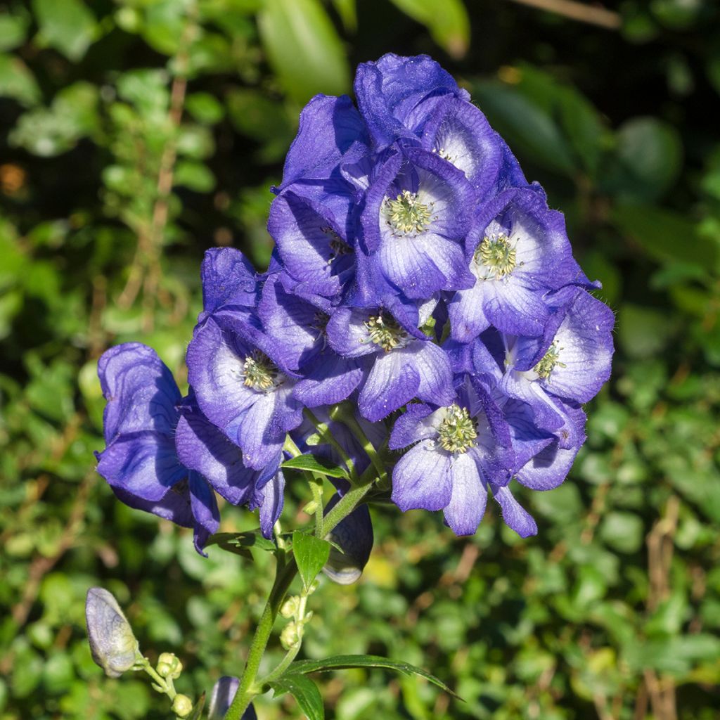 Aconitum carmichaelii (zaad) - Monnikskap