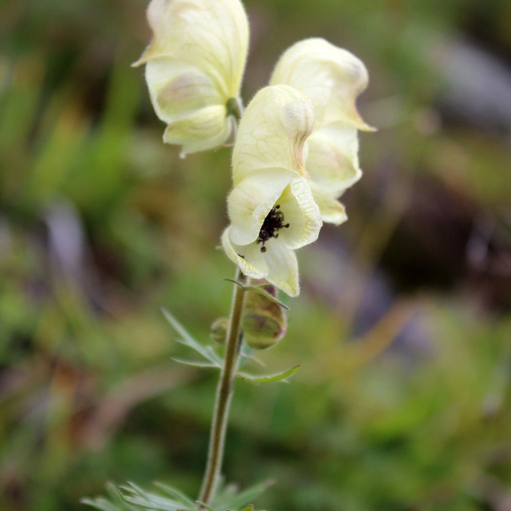 Aconitum anthora - Gele monnikskap