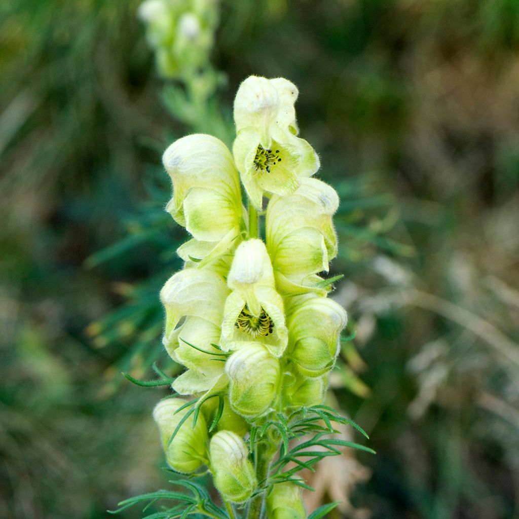 Aconitum anthora - Gele monnikskap