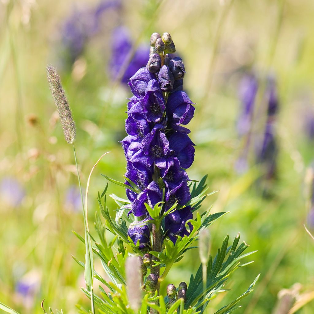 Aconitum napellus Rubellum - Blauwe monnikskap