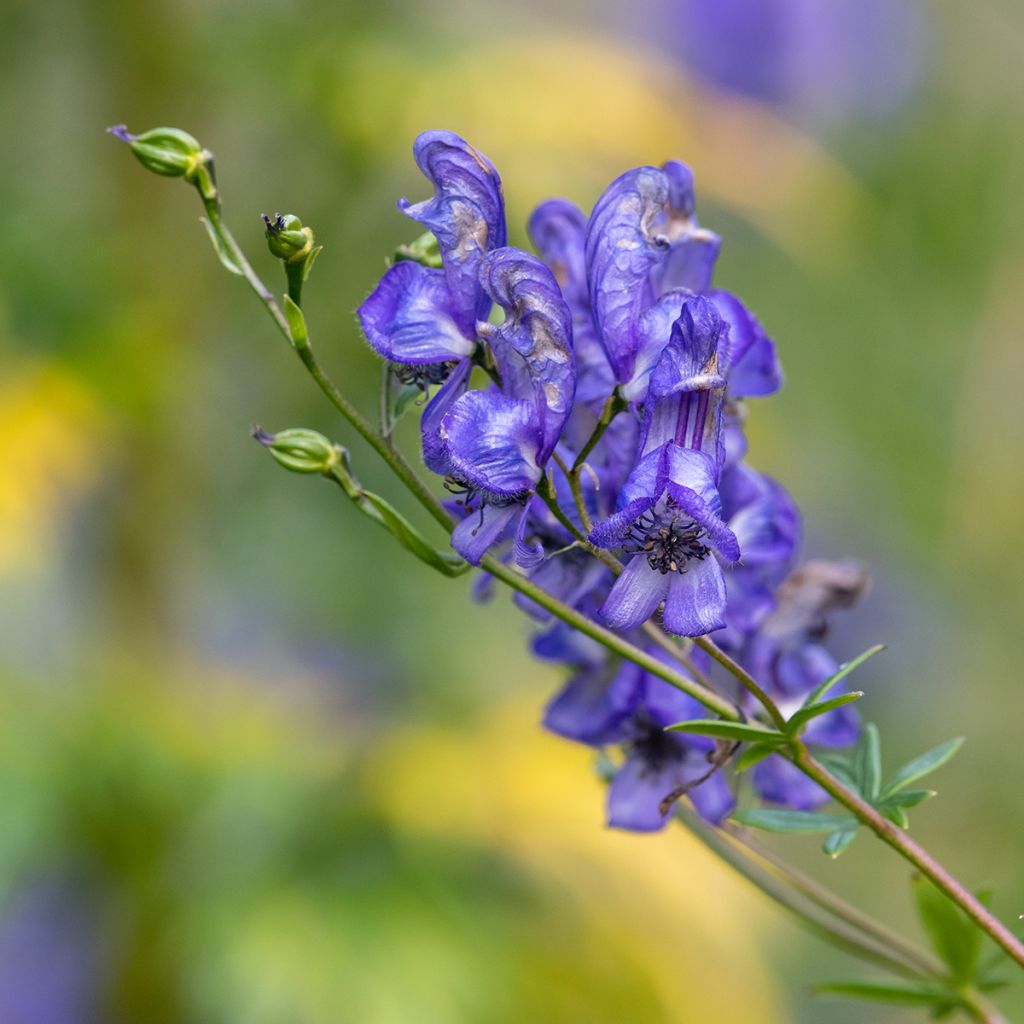 Aconitum napellus Rubellum - Blauwe monnikskap