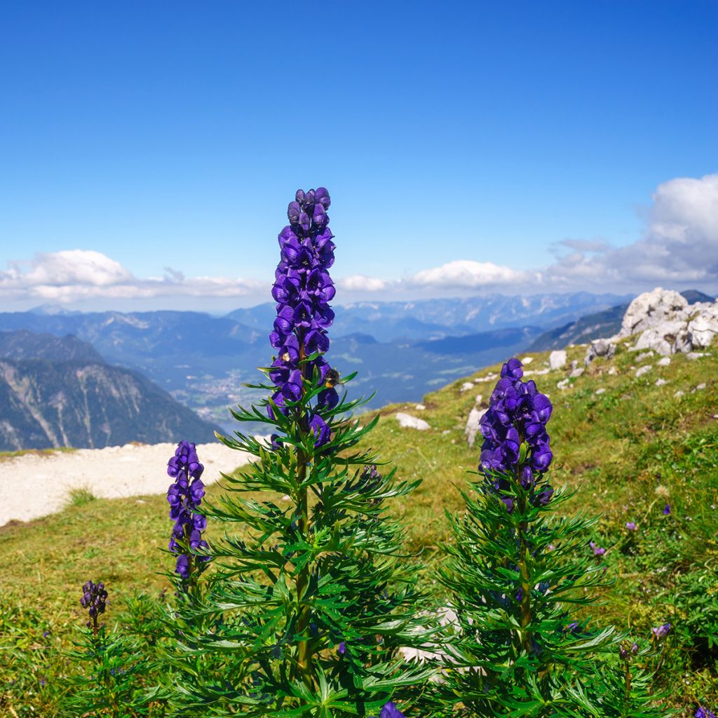 Aconitum napellus Rubellum - Blauwe monnikskap