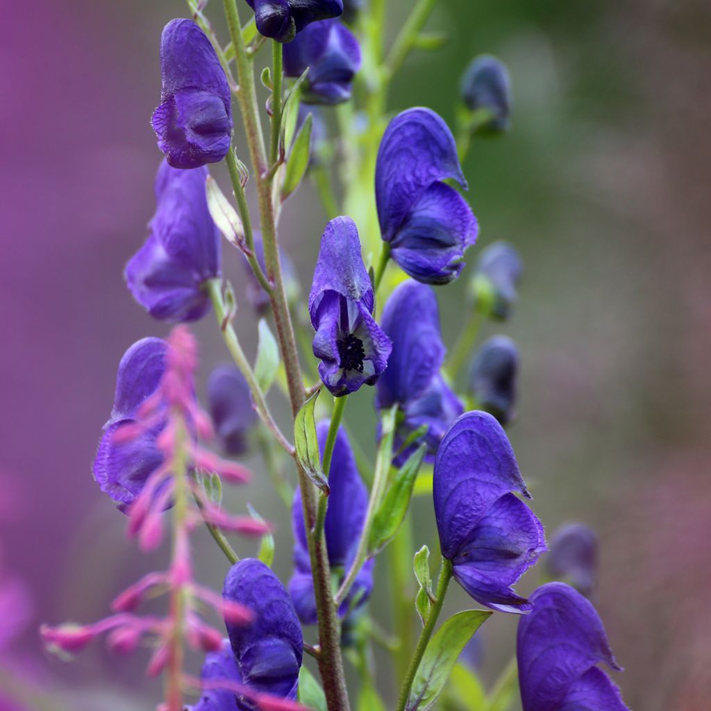 Aconitum napellus Rubellum - Blauwe monnikskap