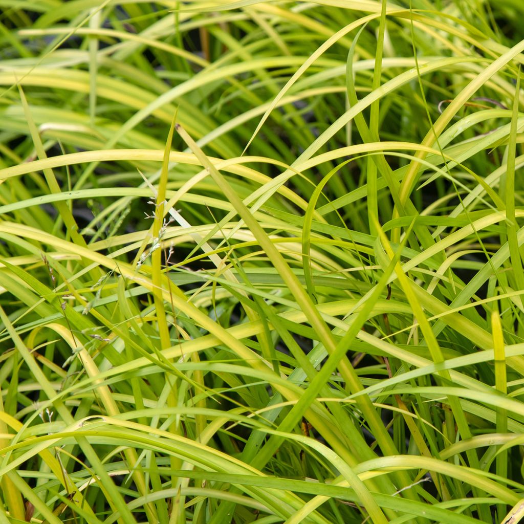 Acorus gramineus Variegata - Dwergkalmoes