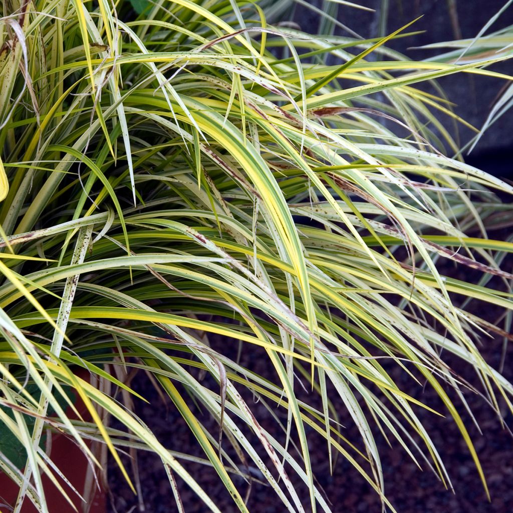 Acorus gramineus Ogon - Dwergkalmoes