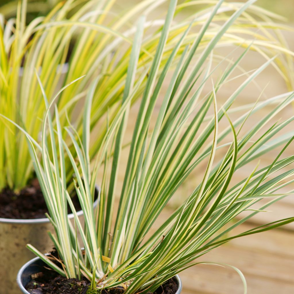 Acorus gramineus Licorice - Dwergkalmoes