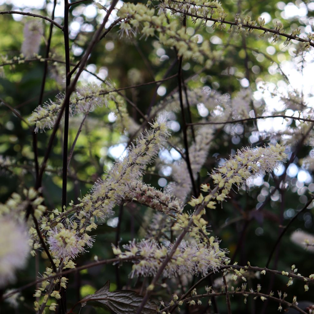 Actaea ramosa Queen of Sheba - Zilverkaars