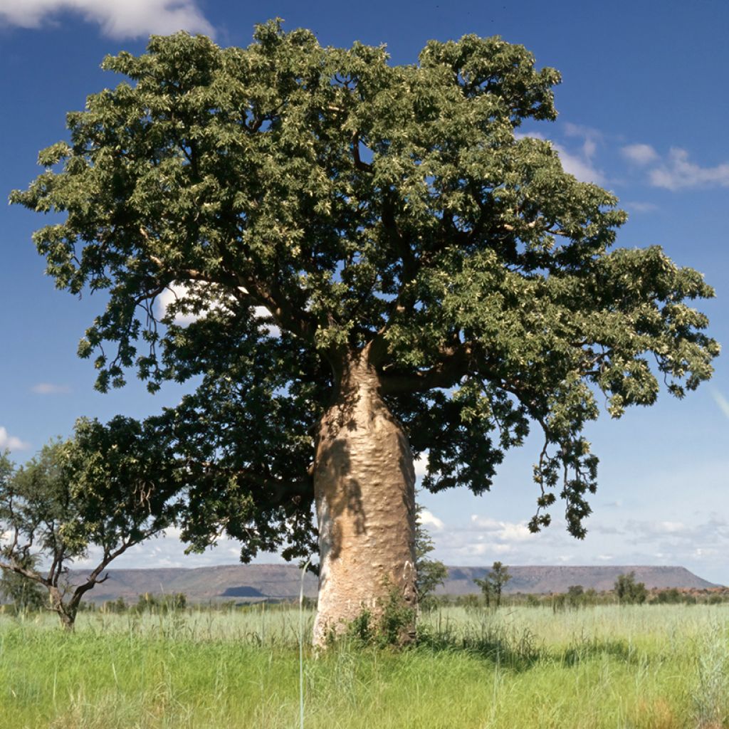 Adansonia gregorii - Australische baobab