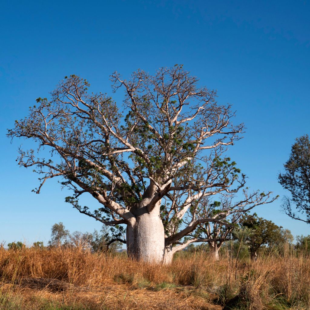 Adansonia gregorii - Australische baobab