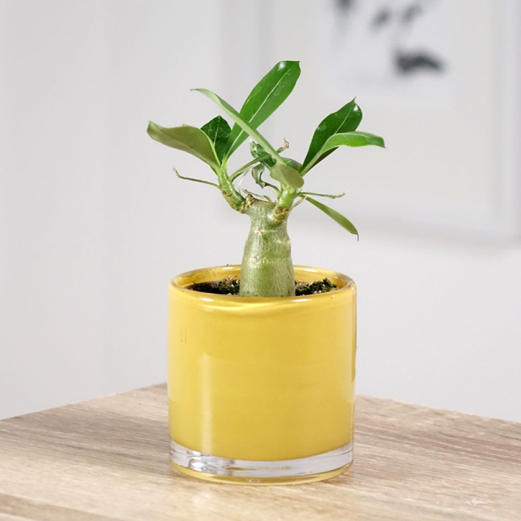 Adenium obesum - Woestijnroos