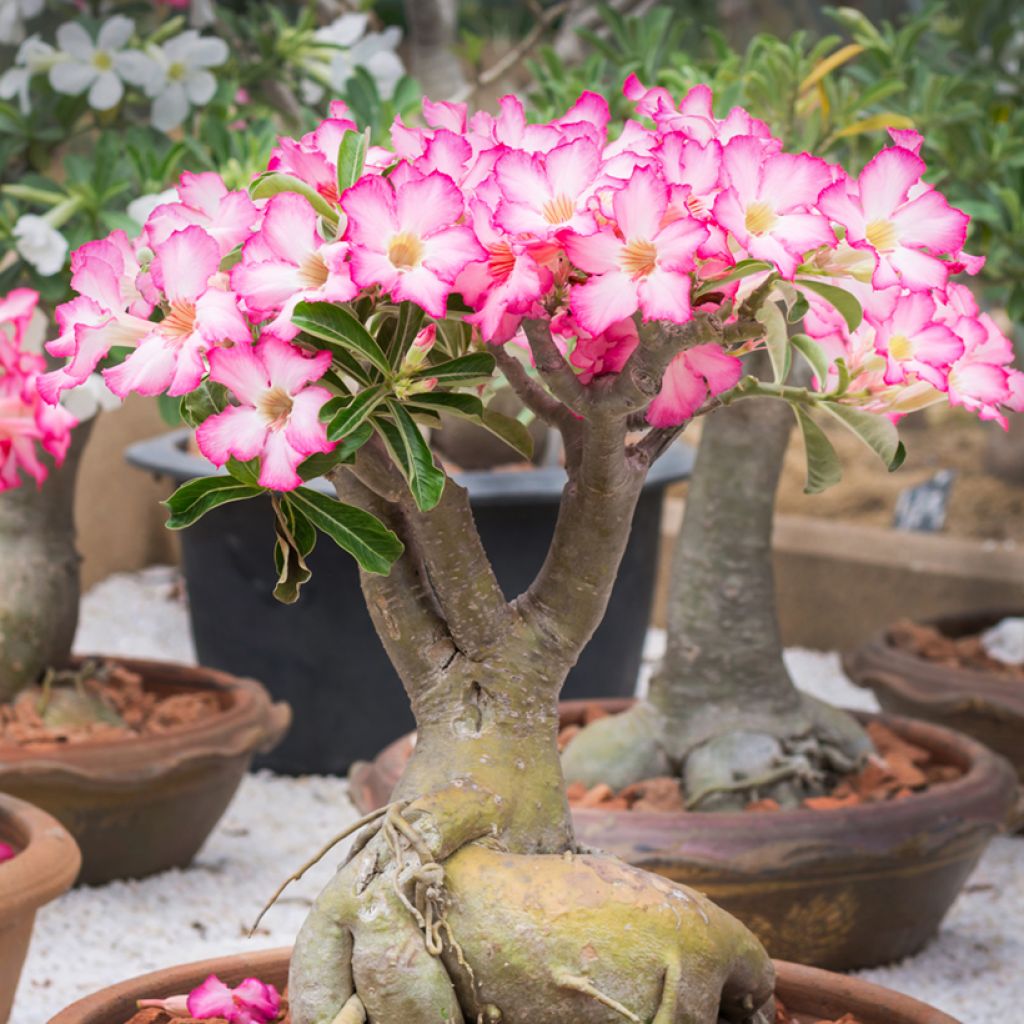 Adenium obesum - Woestijnroos