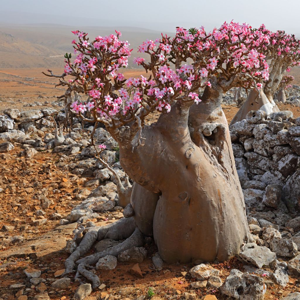 Adenium obesum - Woestijnroos