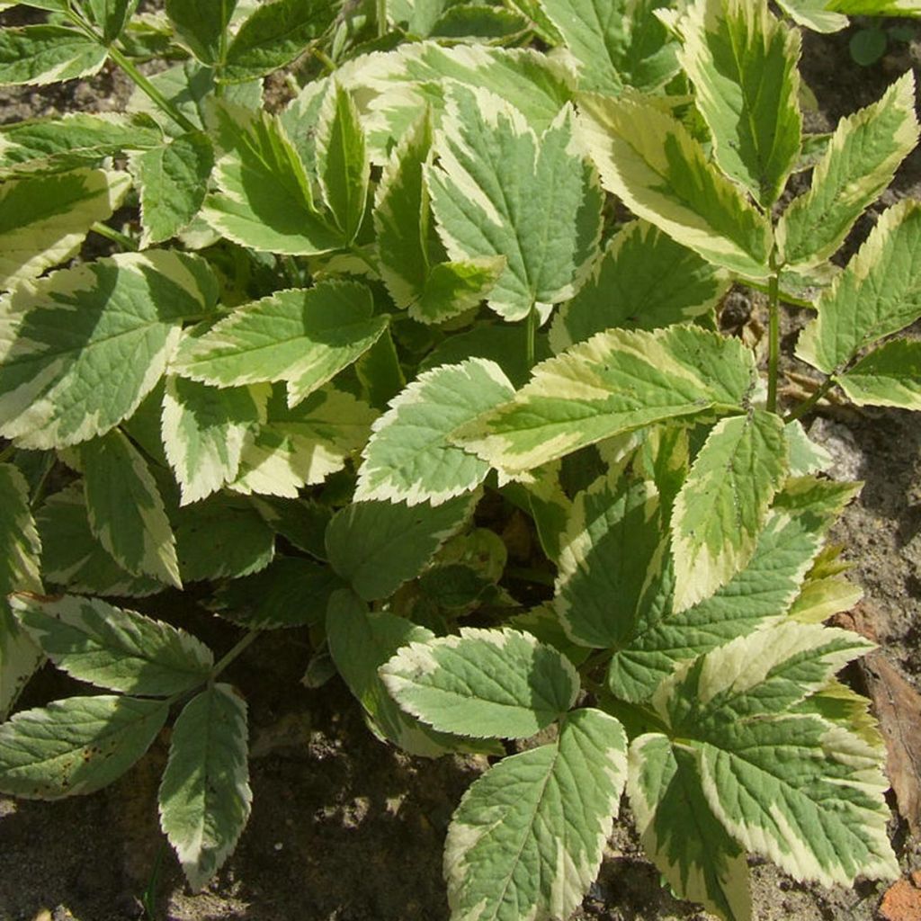 Aegopodium podagraria Variegata - Zevenblad