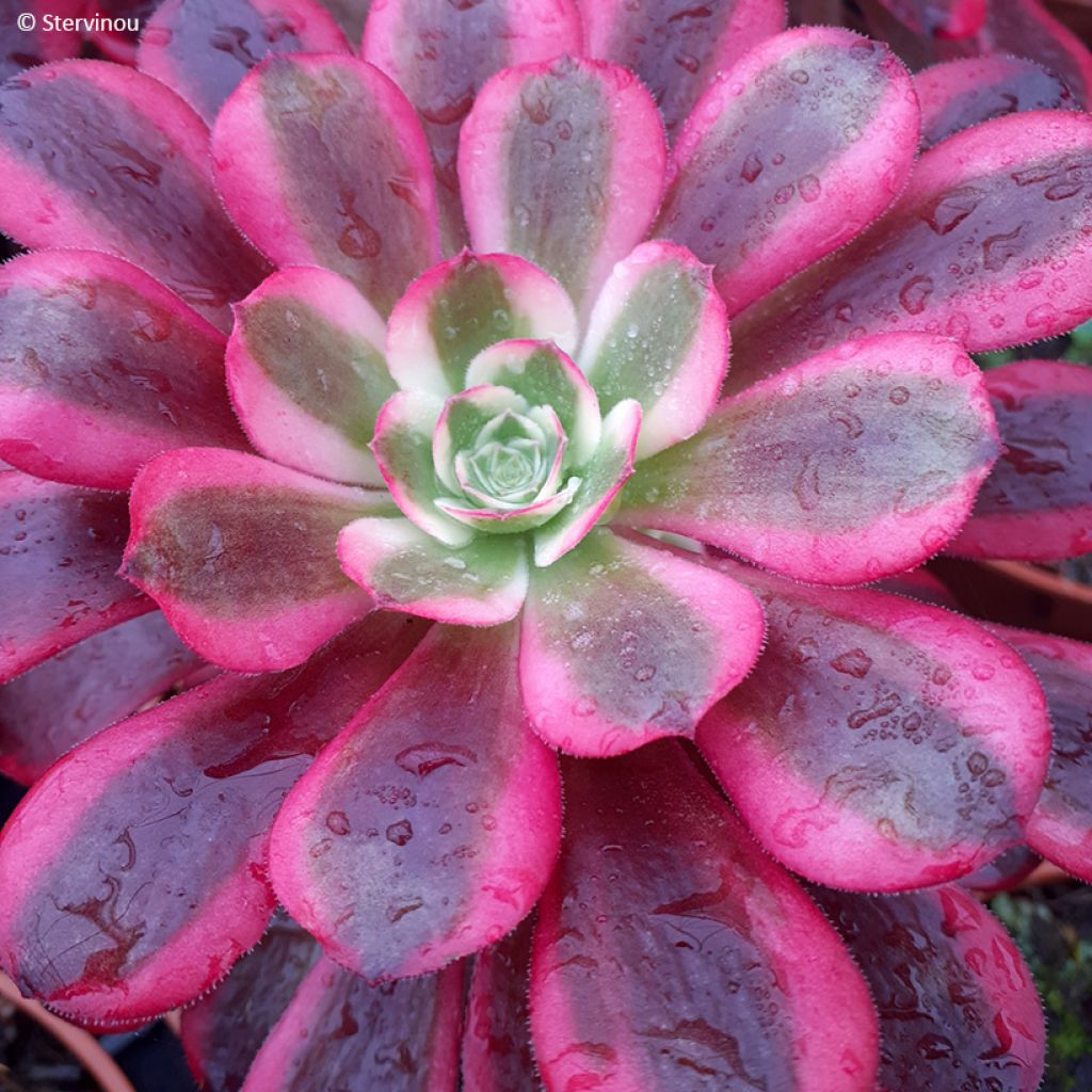 Aeonium arboreum Medusa - Boom-aeonium