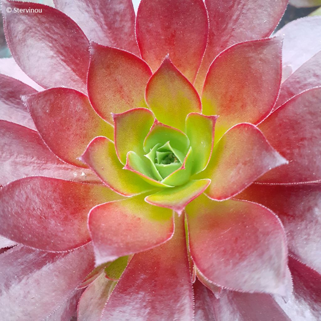 Aeonium arboreum Phoenix Flame - Boom-aeonium