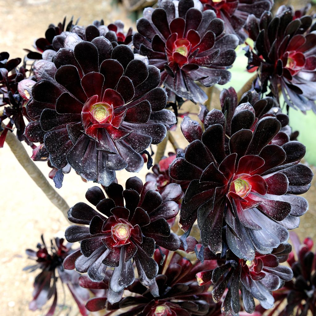 Aeonium arboreum var. atropurpureum Schwarzkopf - Zwartkop