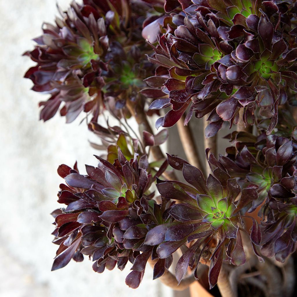 Aeonium arboreum var. atropurpureum Schwarzkopf - Zwartkop