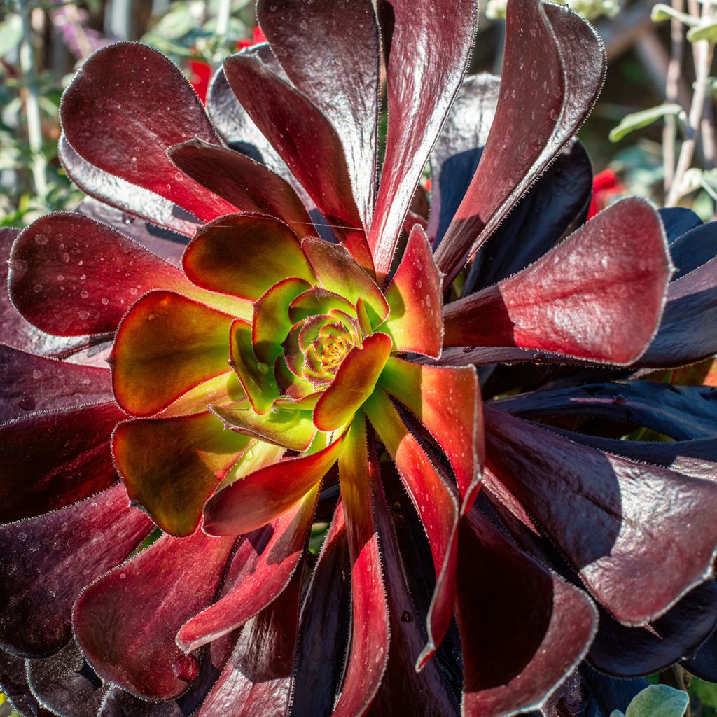 Aeonium arboreum var. atropurpureum Schwarzkopf - Zwartkop