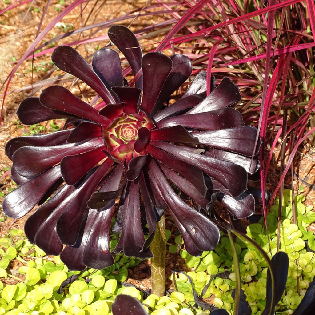 Aeonium arboreum var. atropurpureum Schwarzkopf - Zwartkop