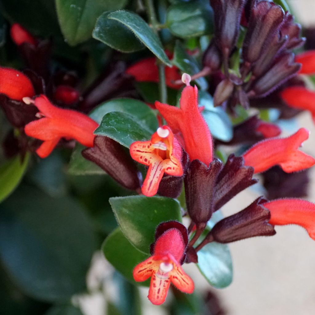 Aeschynanthus Mona Lisa