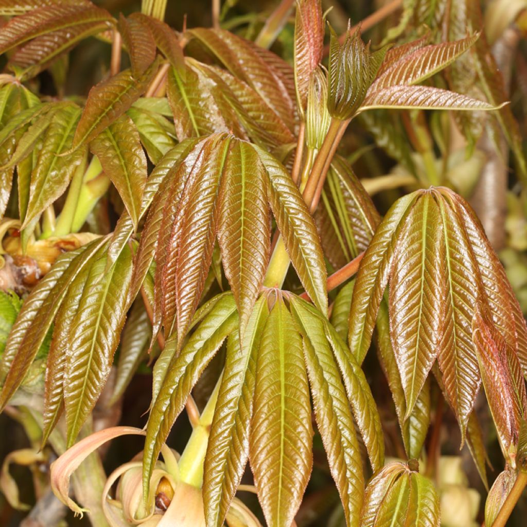 Aesculus chinensis - Indische paardenkastanje