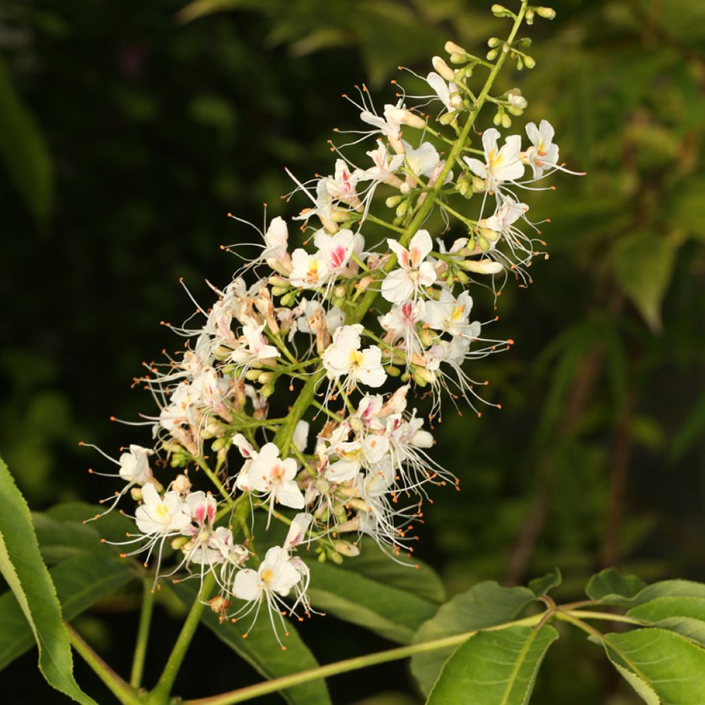 Aesculus chinensis - Indische paardenkastanje