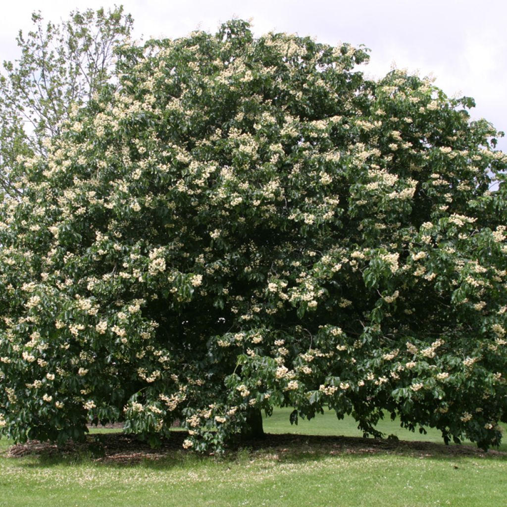 Aesculus dallimorei - Paardenkastanje