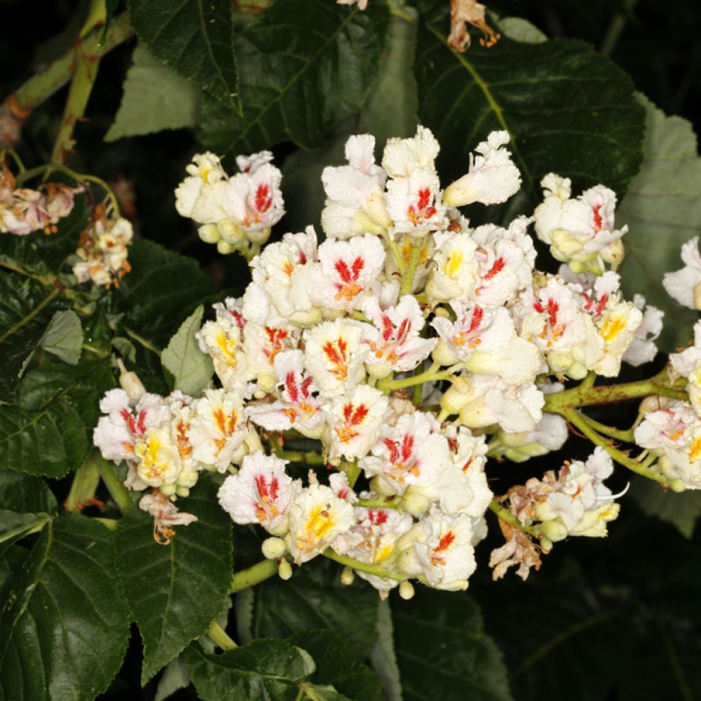 Aesculus dallimorei - Paardenkastanje