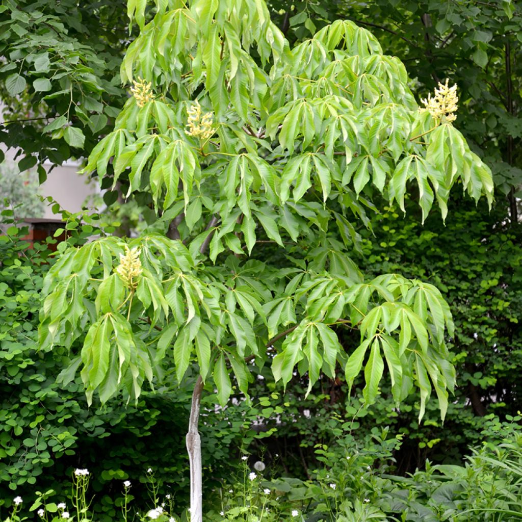 Aesculus flava - Gele pavia