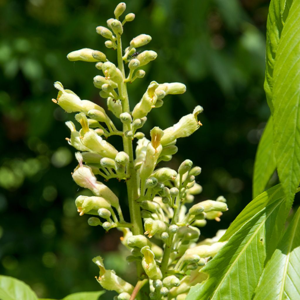 Aesculus x glaucescens - Paardenkastanje