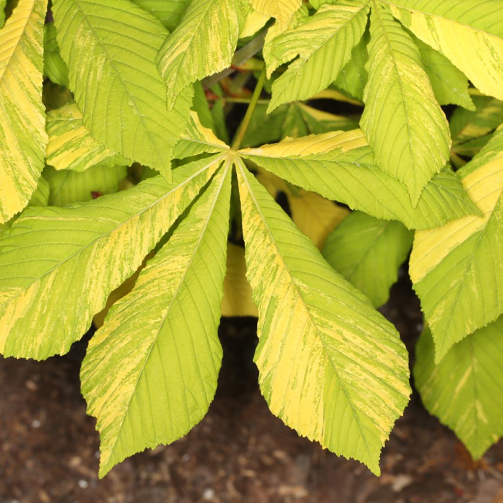Aesculus hippocastanum Karolina Reinhold - Witte paardenkastanje