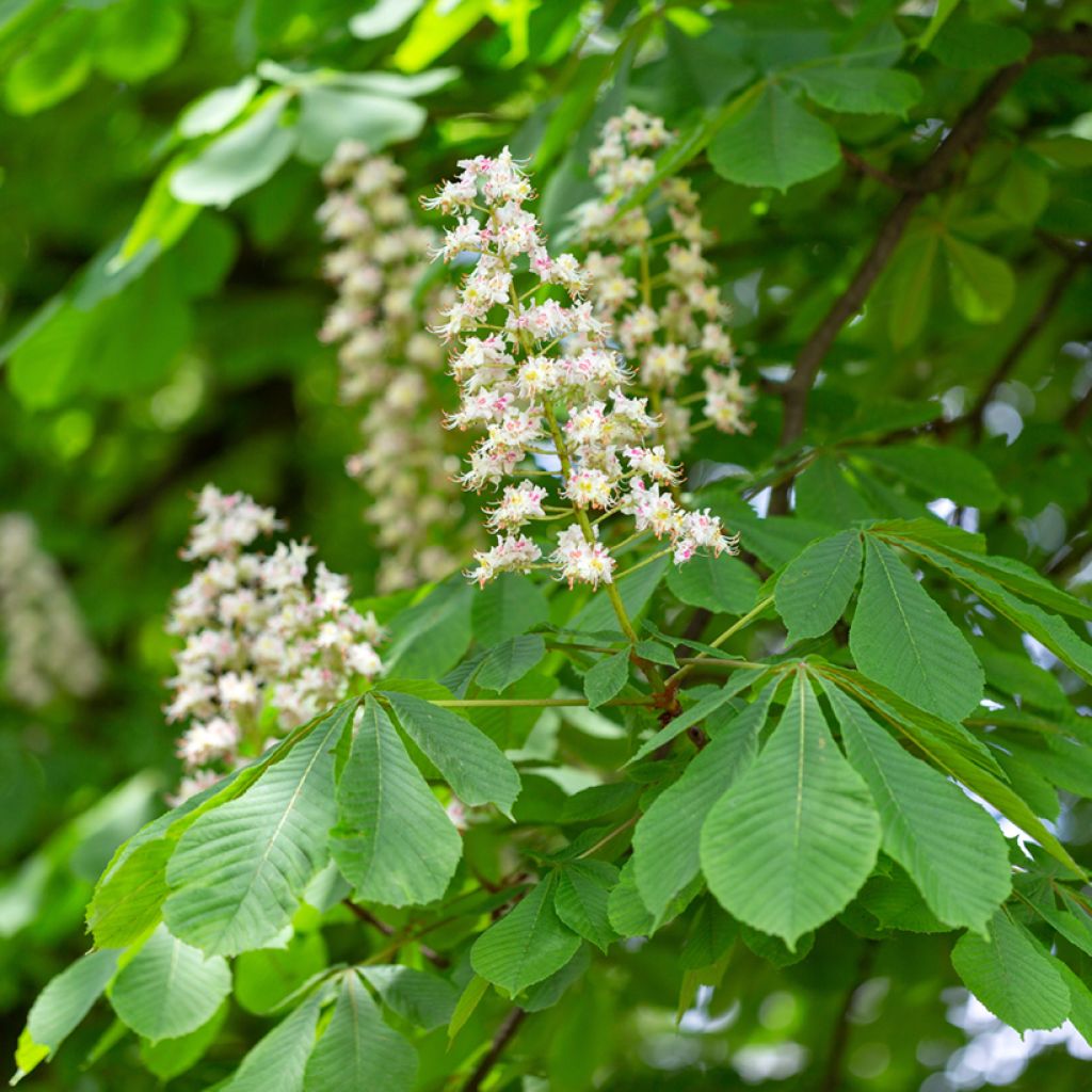 Aesculus hippocastanum - Witte paardenkastanje