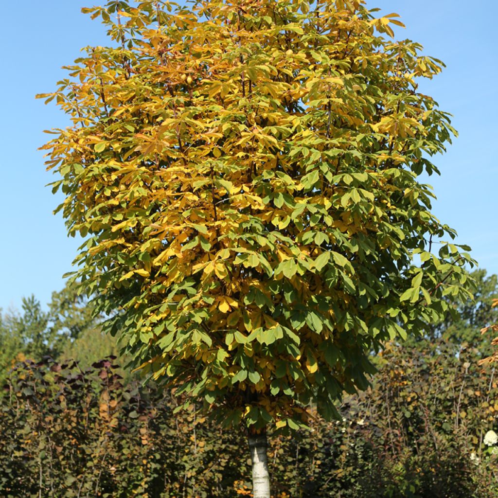 Aesculus hippocastanum Umbraculifera - Witte paardenkastanje