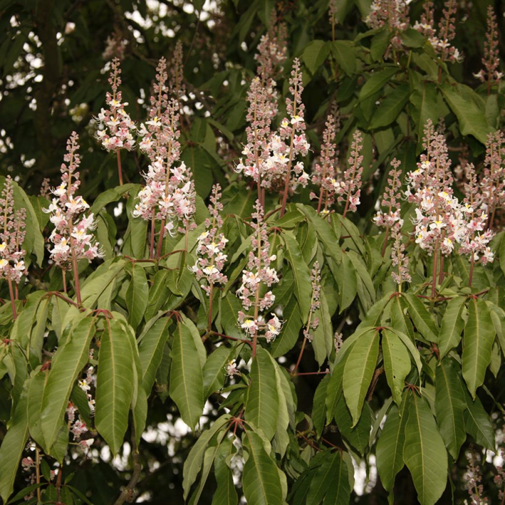 Aesculus indica Sydney Pearce - Indische paardenkastanje