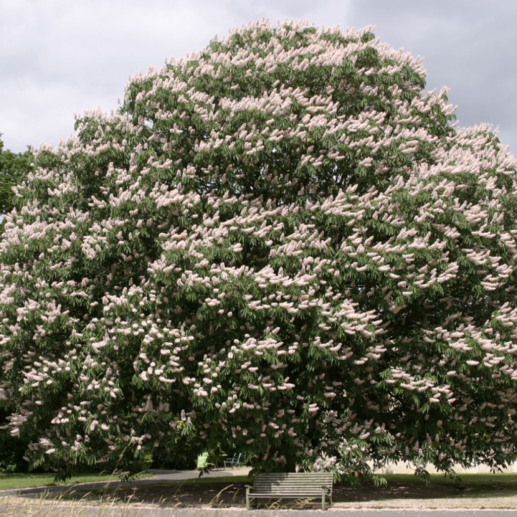 Aesculus indica Sydney Pearce - Indische paardenkastanje