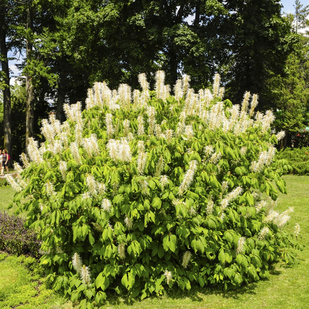 Aesculus parviflora - Herfstpaardenkastanje