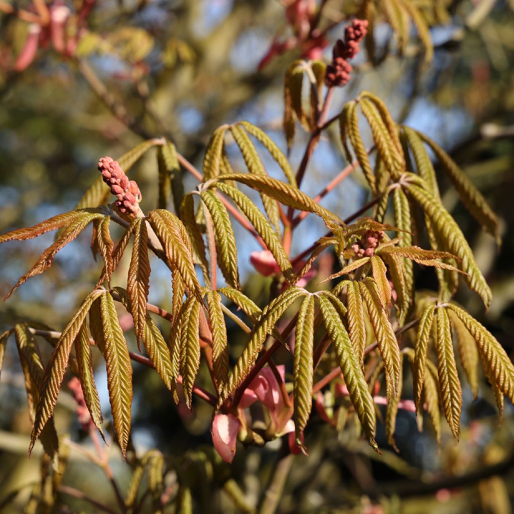 Aesculus pavia Humilis - Rode pavia