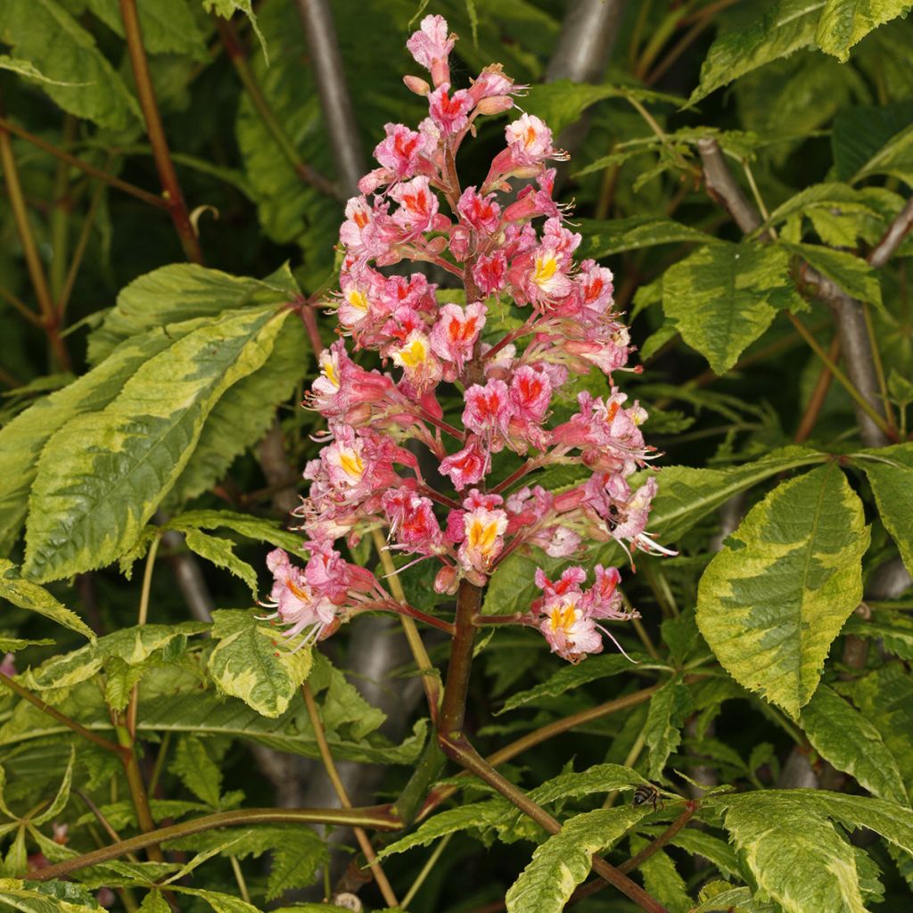 Aesculus x carnea Marginata - Rode paardenkastanje