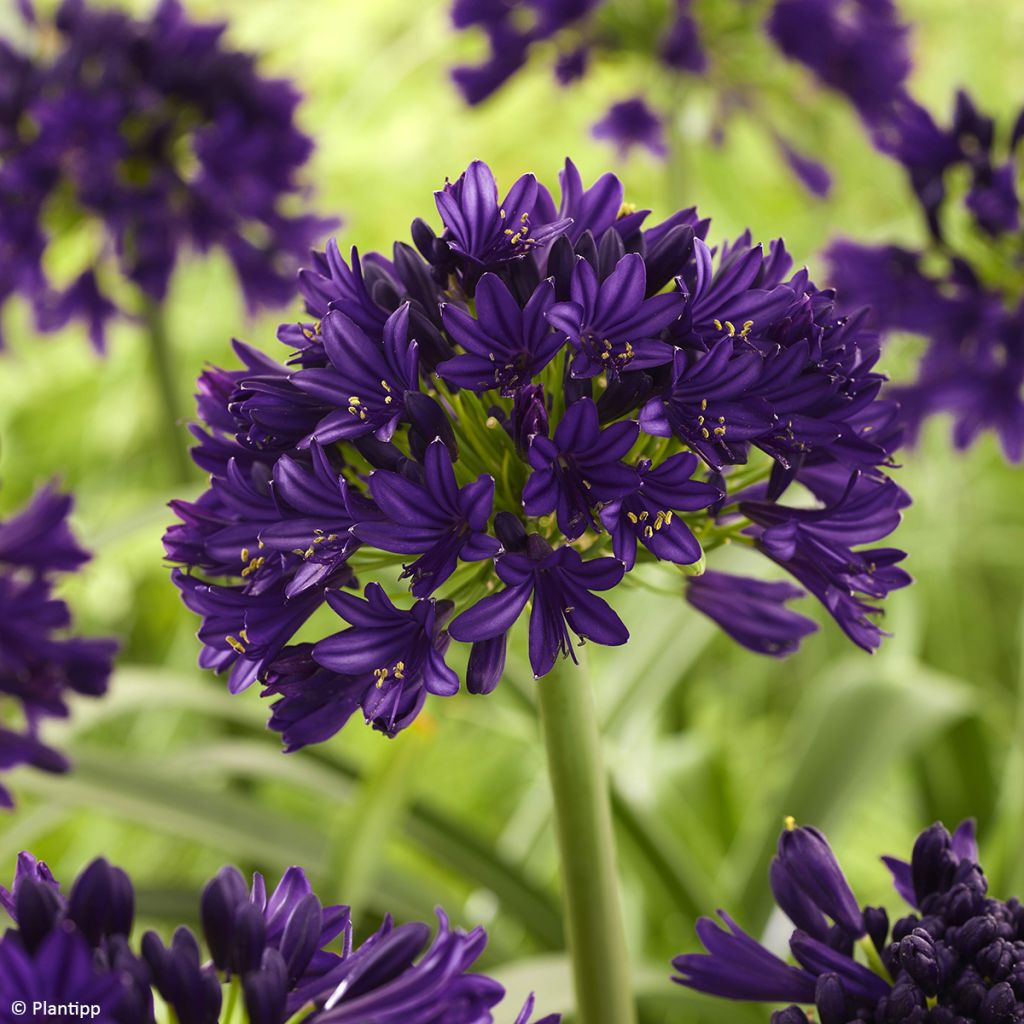 Agapanthus Black Jack - Afrikaanse lelie
