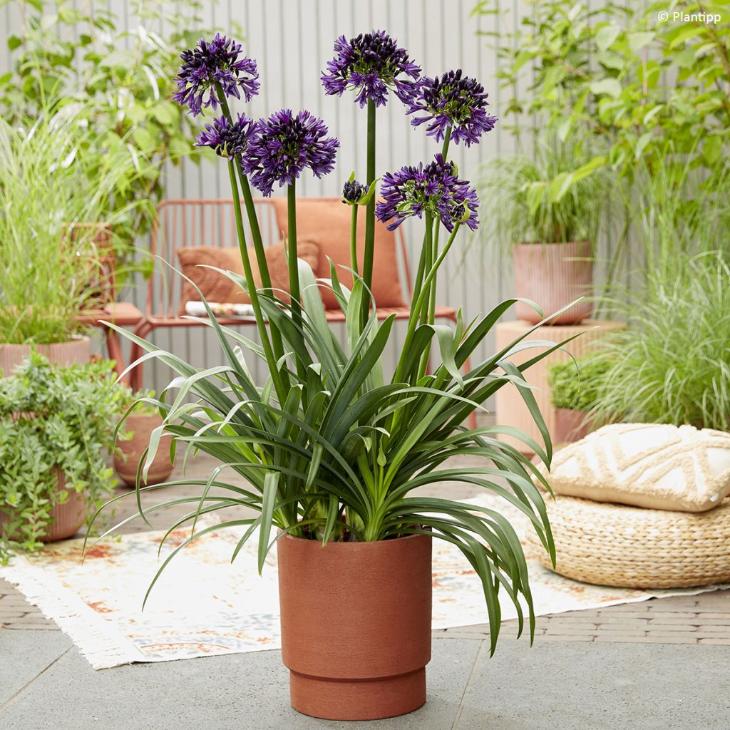 Agapanthus Black Jack - Afrikaanse lelie
