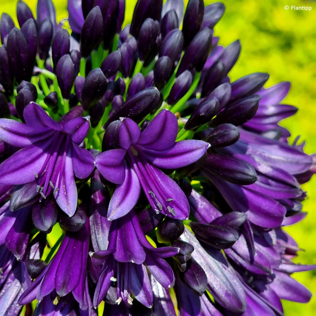 Agapanthus Black Jack - Afrikaanse lelie