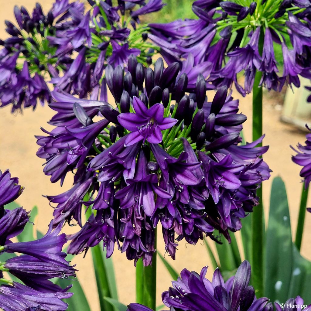Agapanthus Black Jack - Afrikaanse lelie
