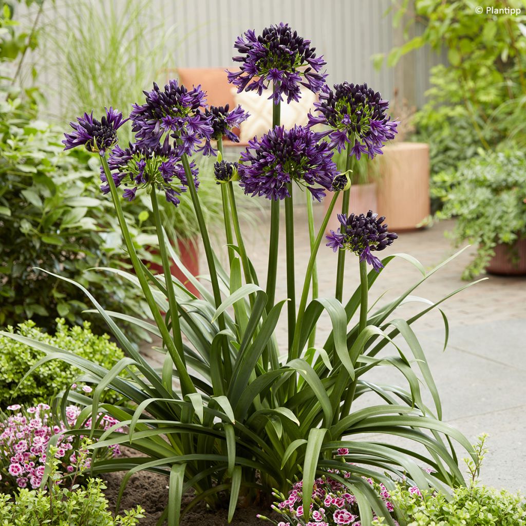 Agapanthus Black Jack - Afrikaanse lelie