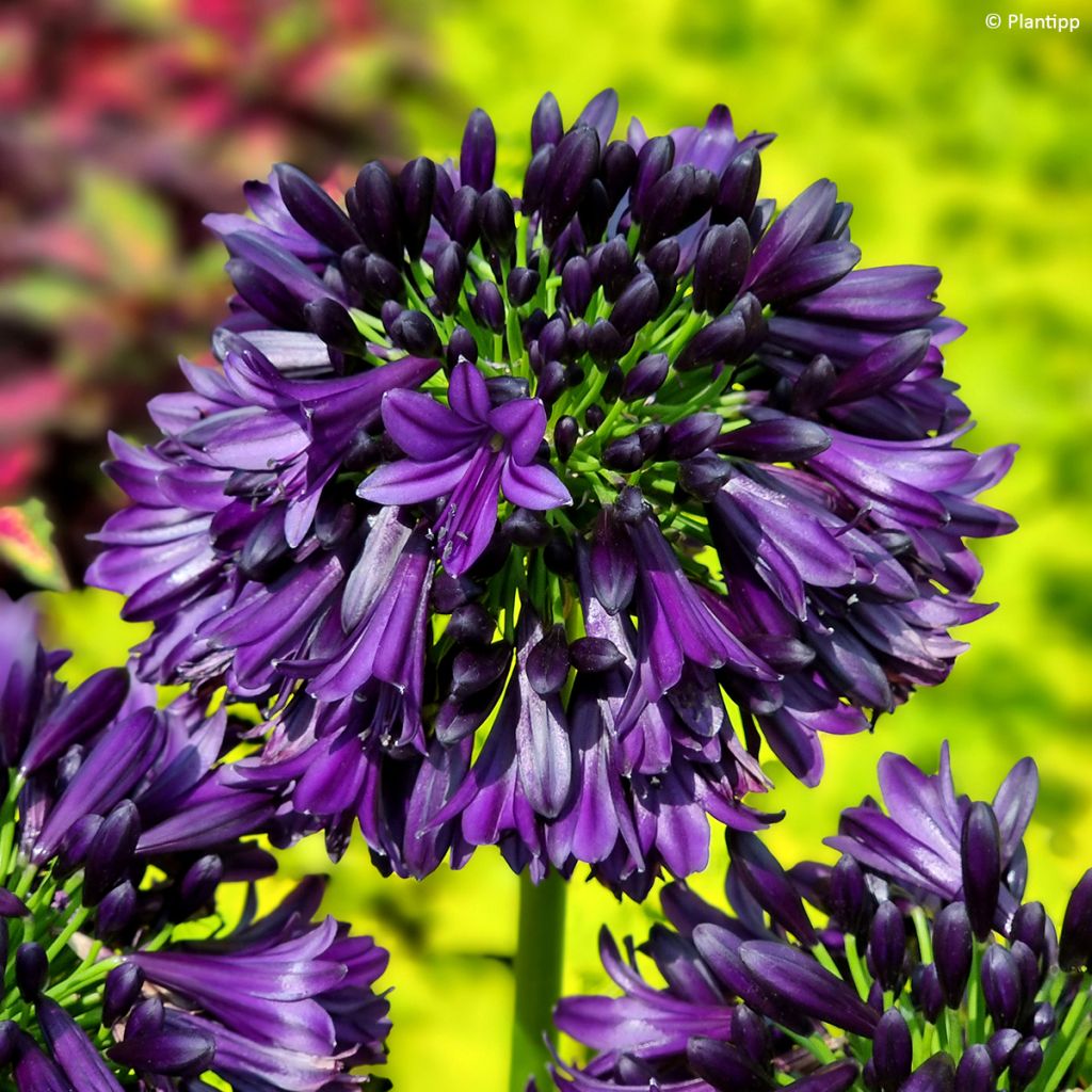 Agapanthus Black Jack - Afrikaanse lelie