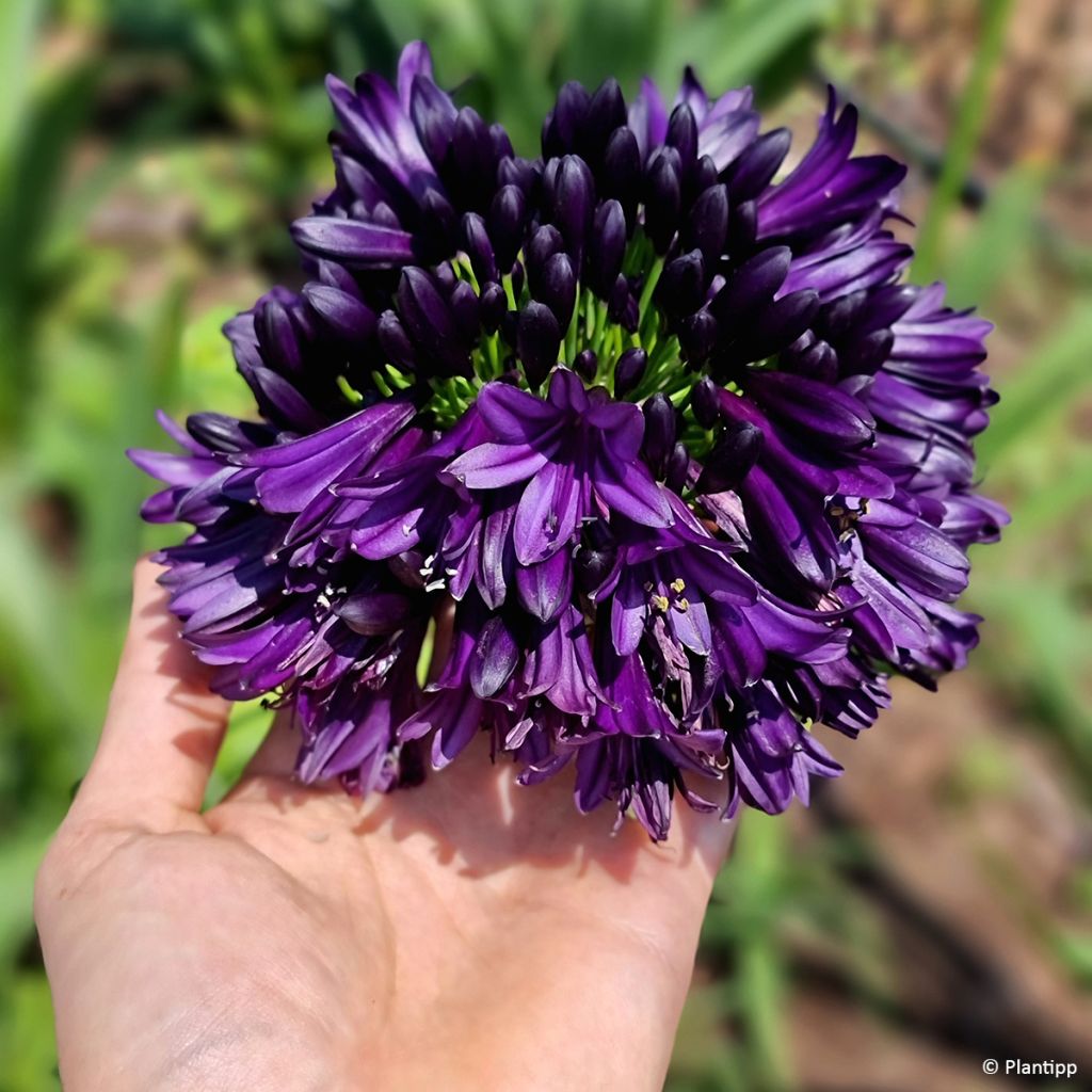 Agapanthus Black Jack - Afrikaanse lelie